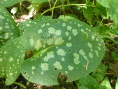 Pulmonaria officinalis