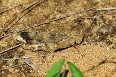 Trimerotropini