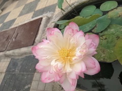 Nelumbo nucifera