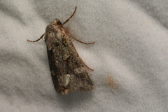 Lacinipolia