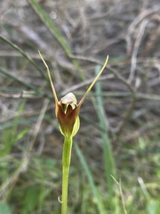 Pterostylis oblonga
