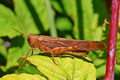 Trimerotropini