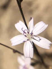 Stephanomeria