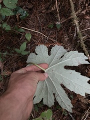 Petasites frigidus