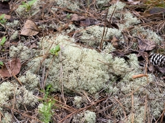 Cladonia arbuscula