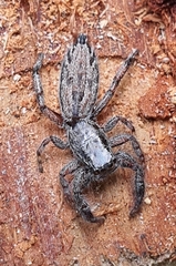Ocrisiona leucocomis