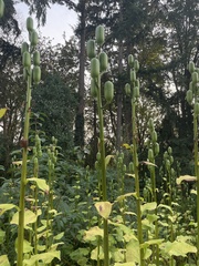 Cardiocrinum