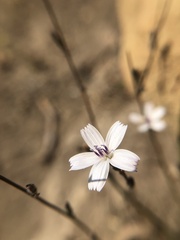 Stephanomeria