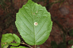 Cameraria corylisella