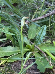 Pterostylis oblonga