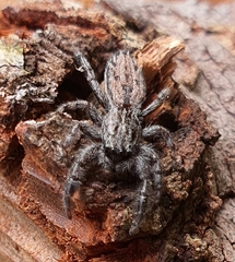 Ocrisiona leucocomis