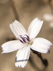 Stephanomeria