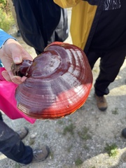 Ganoderma