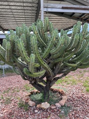 Myrtillocactus geometrizans
