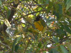 Pheucticus aureoventris