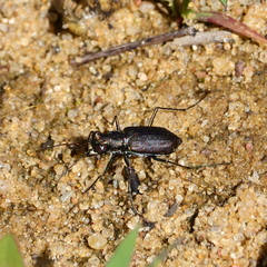 Cicindela punctulata