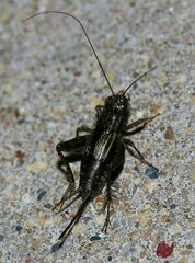 Allonemobius fasciatus