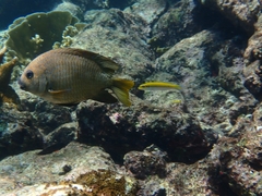 Microspathodon chrysurus