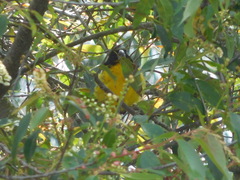 Pheucticus aureoventris