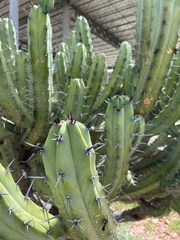 Myrtillocactus geometrizans