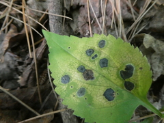 Botryosphaeriales