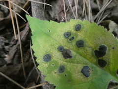 Botryosphaeriales