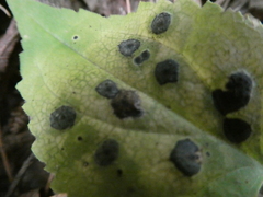 Botryosphaeriales