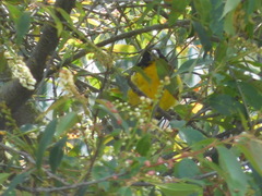 Pheucticus aureoventris