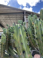 Myrtillocactus geometrizans