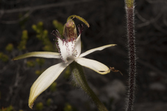 Caladenia longicauda