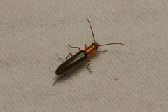 Xanthochroina bicolor