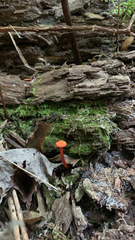 Hygrocybe cantharellus