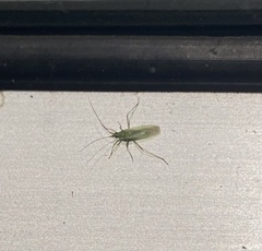 Trigonotylus caelestialium