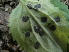 Botryosphaeriales