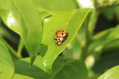 Harmonia testudinaria