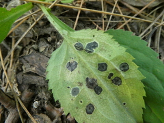 Botryosphaeriales