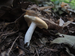 Russula claroflava