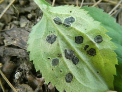 Botryosphaeriales