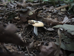 Russula claroflava