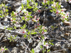 Prunus andersonii