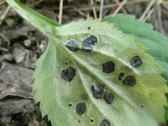 Botryosphaeriales