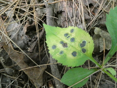 Botryosphaeriales