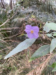 Solanum stelligerum
