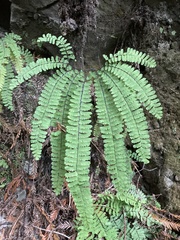 Adiantum aleuticum