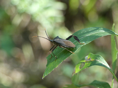 Acanthocephala terminalis