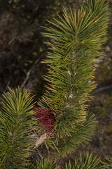 Melaleuca peucophylla