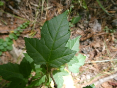 Acer ginnala