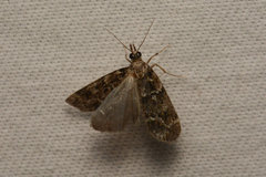 Scopariinae