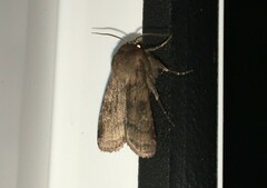 Diarsia rubi