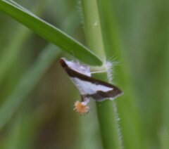 Diaphania